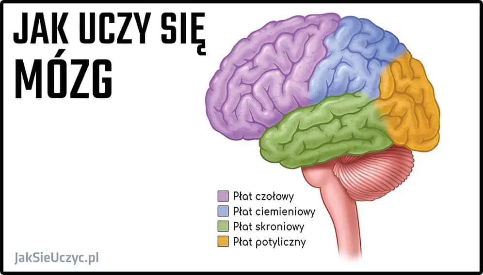 Jak uczy się mózg i co możesz zrobić, aby poprawić naukę?